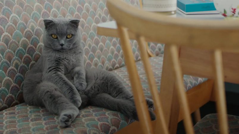 All Cats Are Gray in the Dark