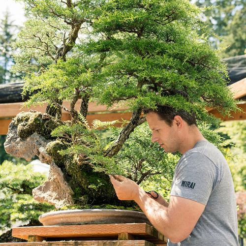 Bonsai Mirai