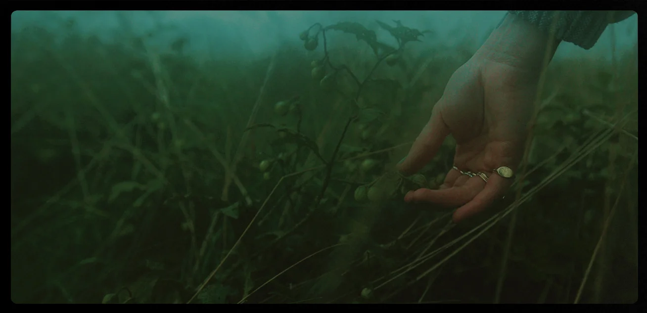 Real Film Emulations for filmmakers and video pros