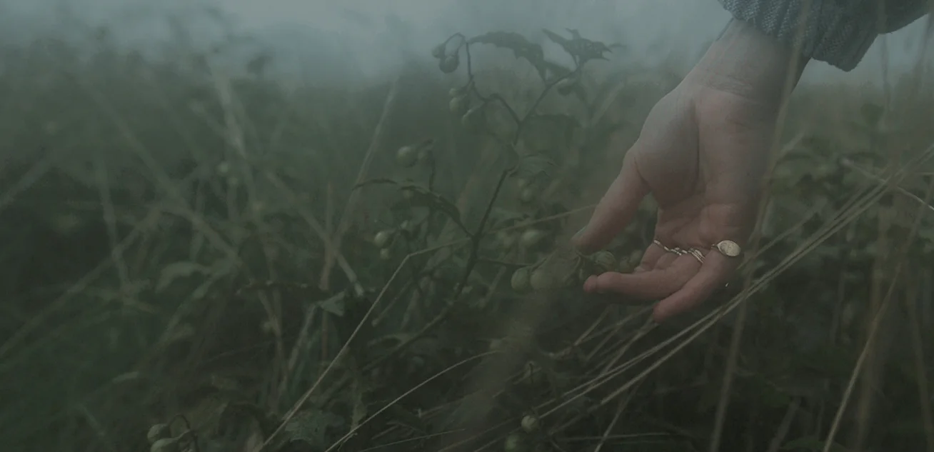 Real Film Emulations for filmmakers and video pros
